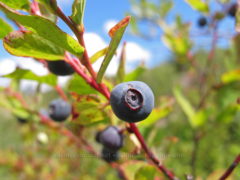 huckleberry (Vaccinium sp.) [Boundary Trail, Mt. St. Helens National Volcanic Monument, Skamania County, Washington]