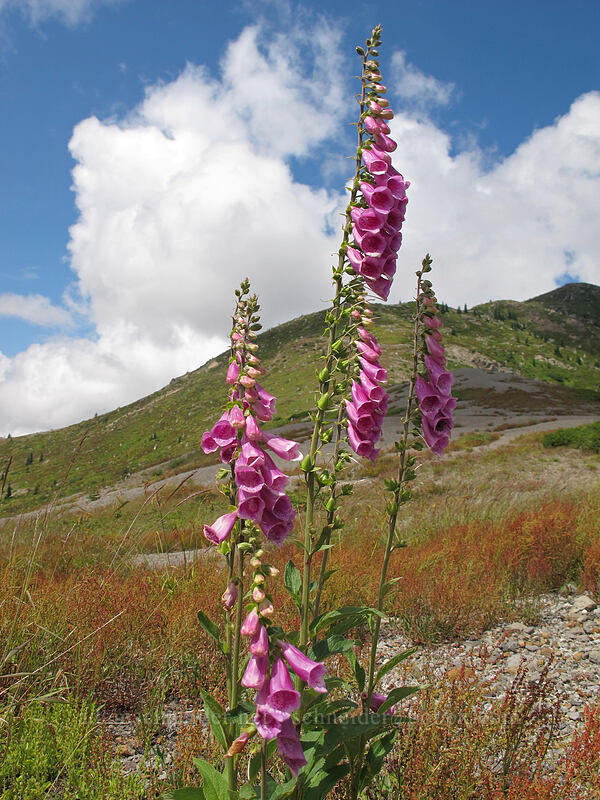 foxglove (Digitalis purpurea) [Boundary Trail, Mt. St. Helens National Volcanic Monument, Skamania County, Washington]