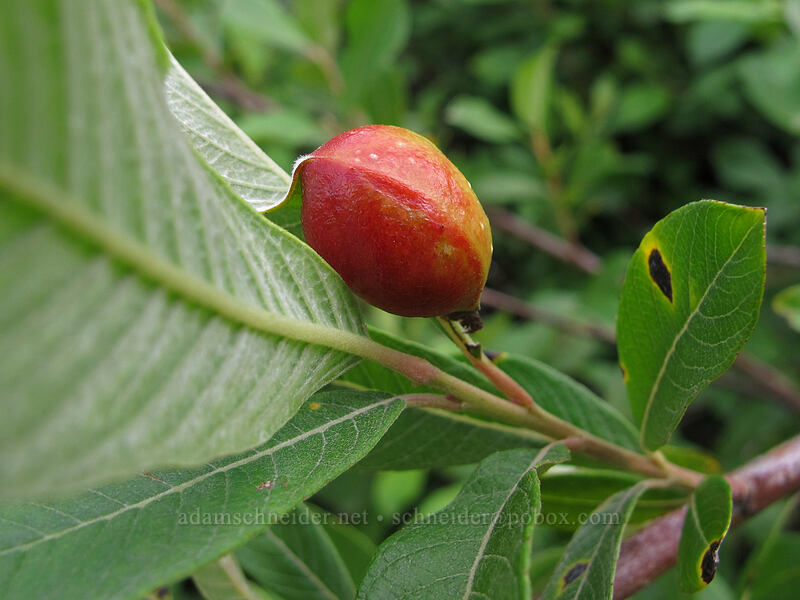willow apple (sawfly gall) on a willow leaf (Euura californica (Pontania californica), Salix scouleriana) [Boundary Trail, Mt. St. Helens National Volcanic Monument, Skamania County, Washington]