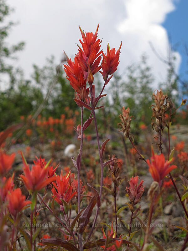 scarlet paintbrush (Castilleja miniata) [Boundary Trail, Mt. St. Helens National Volcanic Monument, Skamania County, Washington]