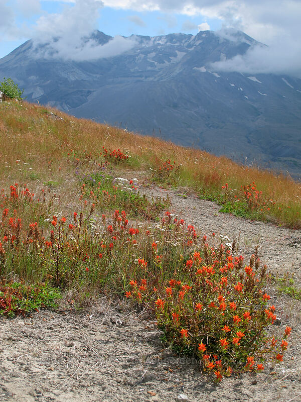 paintbrush & Mount St. Helens [Boundary Trail, Mt. St. Helens National Volcanic Monument, Skamania County, Washington]