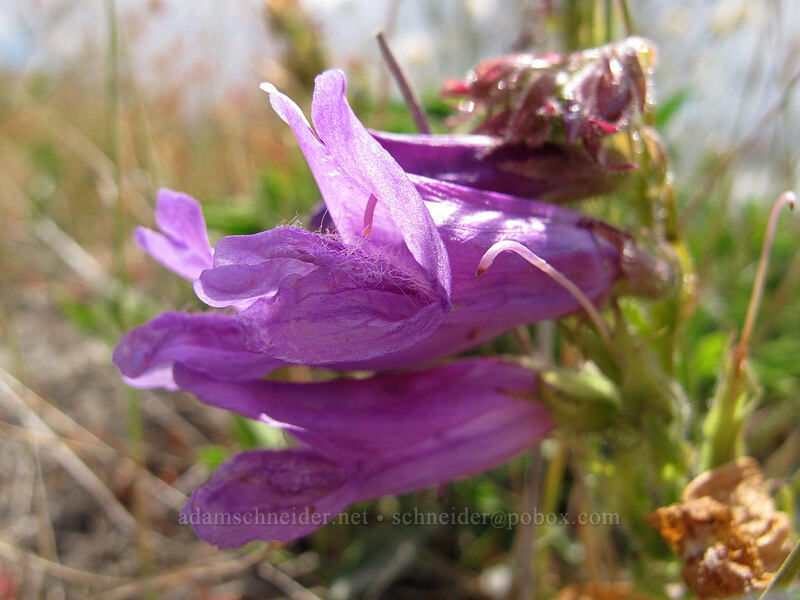 Cardwell's penstemon (Penstemon cardwellii) [Boundary Trail, Mt. St. Helens National Volcanic Monument, Skamania County, Washington]