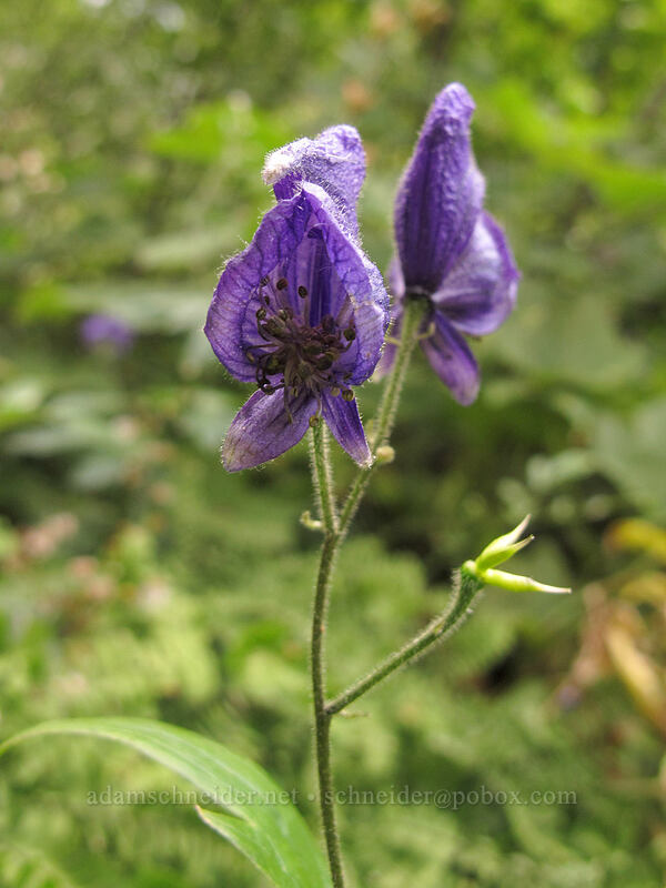 monkshood (Aconitum columbianum) [Ingalls Way Trail, Wenatchee National Forest, Kittitas County, Washington]