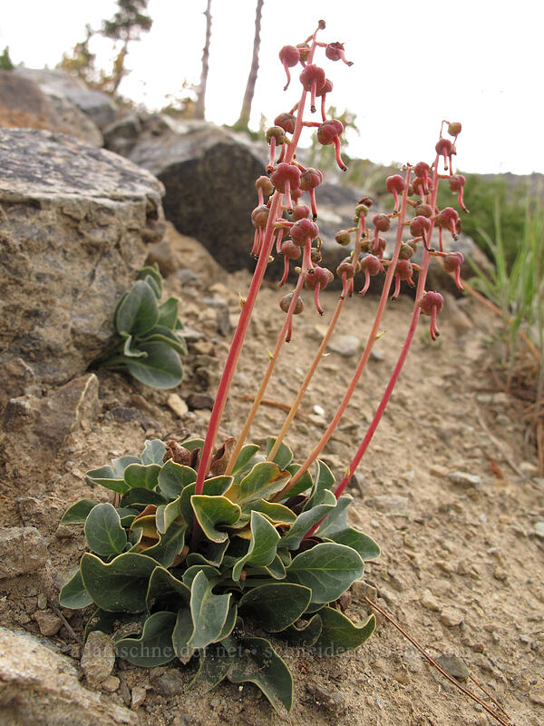 tooth-leaf wintergreen (Pyrola dentata (Pyrola picta)) [Longs Pass Trail, Wenatchee National Forest, Kittitas County, Washington]