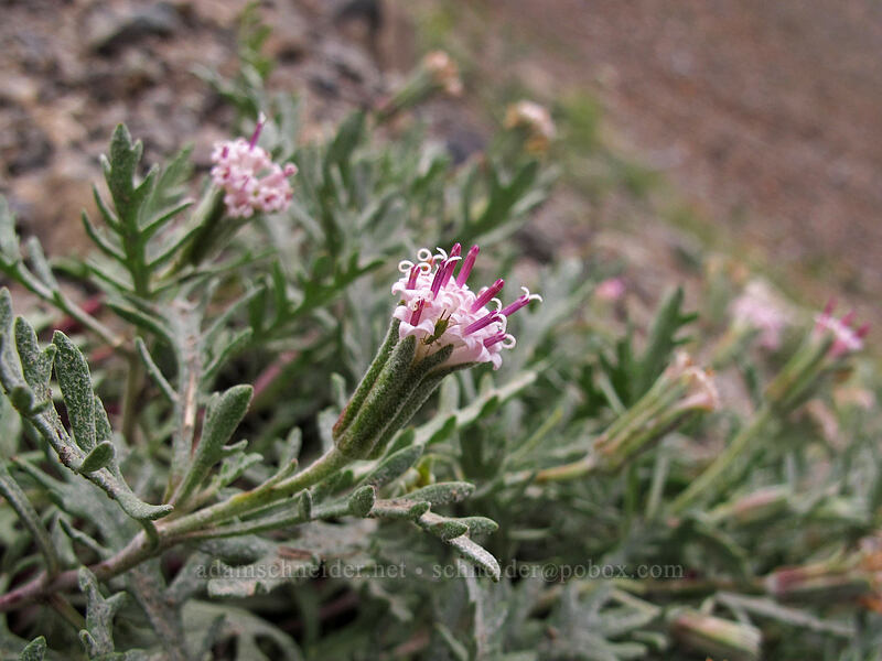 Thompson's pincushion (Chaenactis thompsonii) [Longs Pass Trail, Wenatchee National Forest, Kittitas County, Washington]