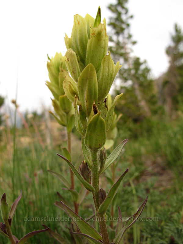 Wenatchee indian paintbrush (yellow) (Castilleja elmeri) [Longs Pass Trail, Wenatchee National Forest, Kittitas County, Washington]