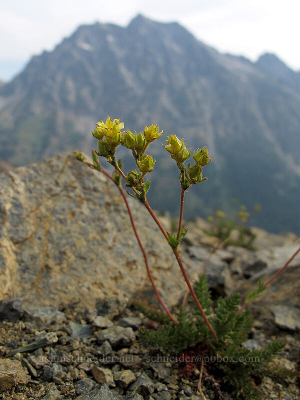 Tweedy's ivesia (Ivesia tweedyi (Potentilla tweedyi)) [Longs Pass-Ingalls Pass Ridge, Alpine Lakes Wilderness, Chelan County, Washington]