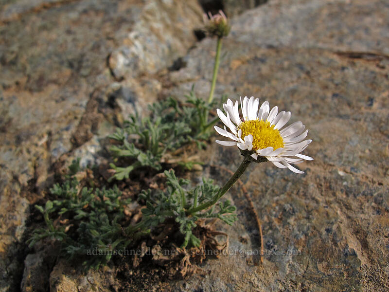 cut-leaf fleabane (Erigeron compositus) [Longs Pass-Ingalls Pass Ridge, Alpine Lakes Wilderness, Kittitas County, Washington]