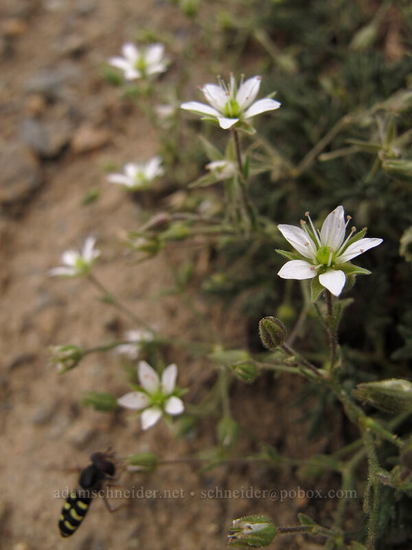 Nuttall's sandwort (and a flower-fly) (Minuartia nuttallii (Sabulina nuttallii) (Arenaria nuttallii)) [Longs Pass-Ingalls Pass Ridge, Alpine Lakes Wilderness, Chelan County, Washington]