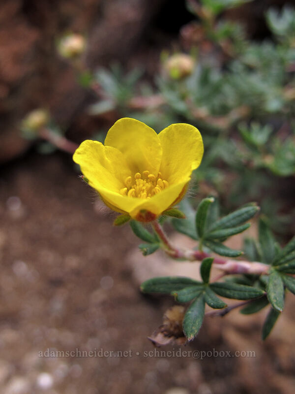 shrubby cinquefoil (Dasiphora fruticosa (Potentilla fruticosa)) [Longs Pass-Ingalls Pass Ridge, Alpine Lakes Wilderness, Kittitas County, Washington]