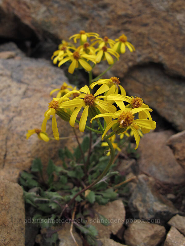ragwort/groundsel [Ingalls Way Trail, Alpine Lakes Wilderness, Chelan County, Washington]