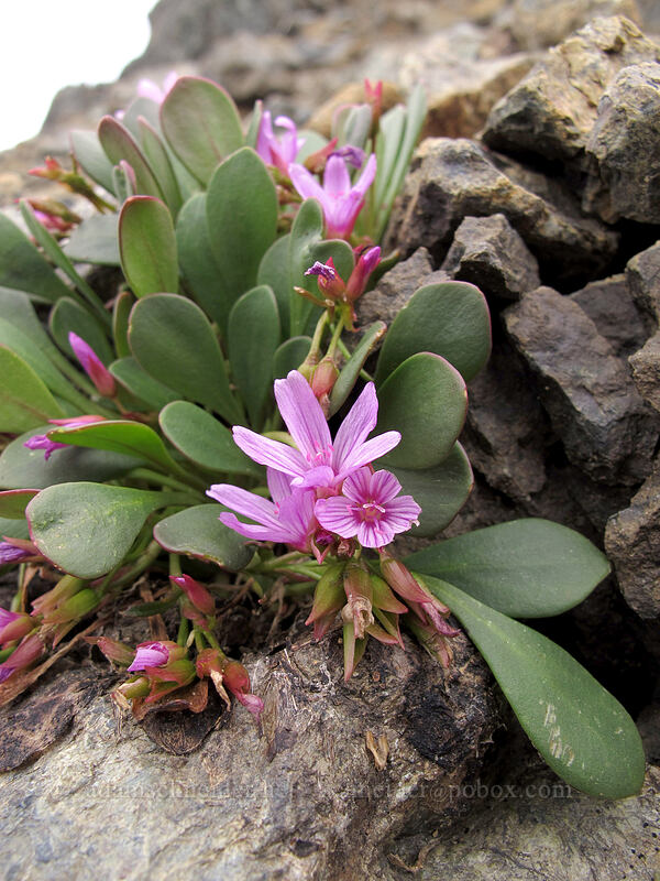 Wenatchee spring-beauty (Claytonia megarhiza var. nivalis) [Ingalls Way Trail, Alpine Lakes Wilderness, Chelan County, Washington]