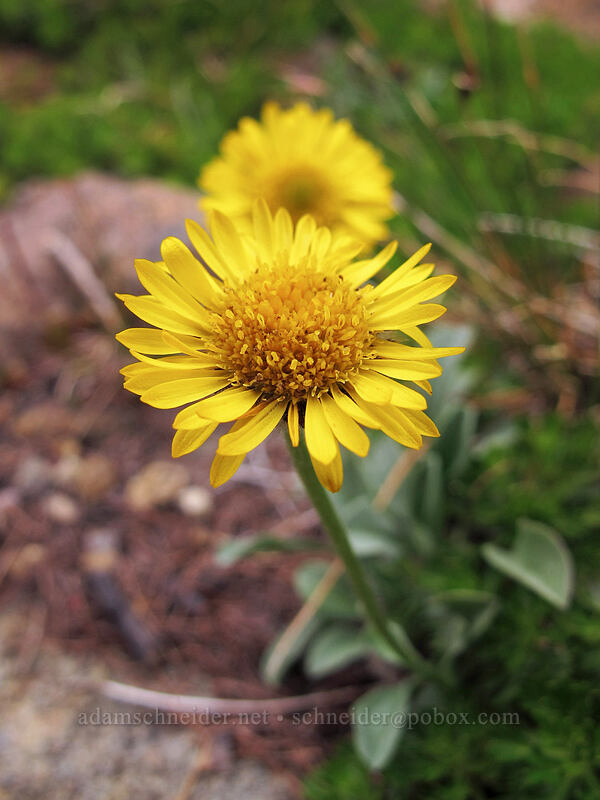 alpine yellow fleabane (Erigeron aureus) [Ingalls Way Trail, Alpine Lakes Wilderness, Chelan County, Washington]
