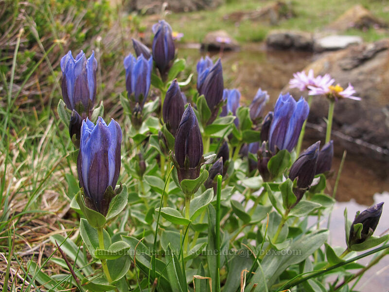 explorer's gentian (Gentiana calycosa) [Ingalls Way Trail, Alpine Lakes Wilderness, Chelan County, Washington]