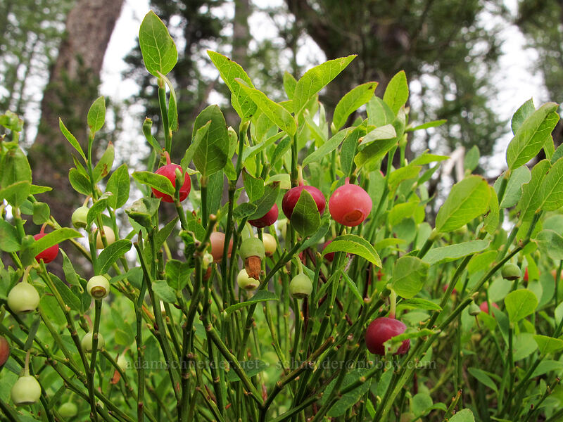 grouse whortleberry (Vaccinium scoparium) [Ingalls Way Trail, Alpine Lakes Wilderness, Chelan County, Washington]