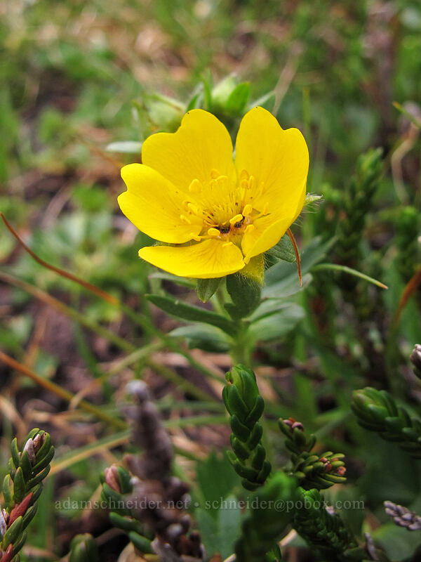 cinquefoil (Potentilla sp.) [Ingalls Way Trail, Alpine Lakes Wilderness, Chelan County, Washington]