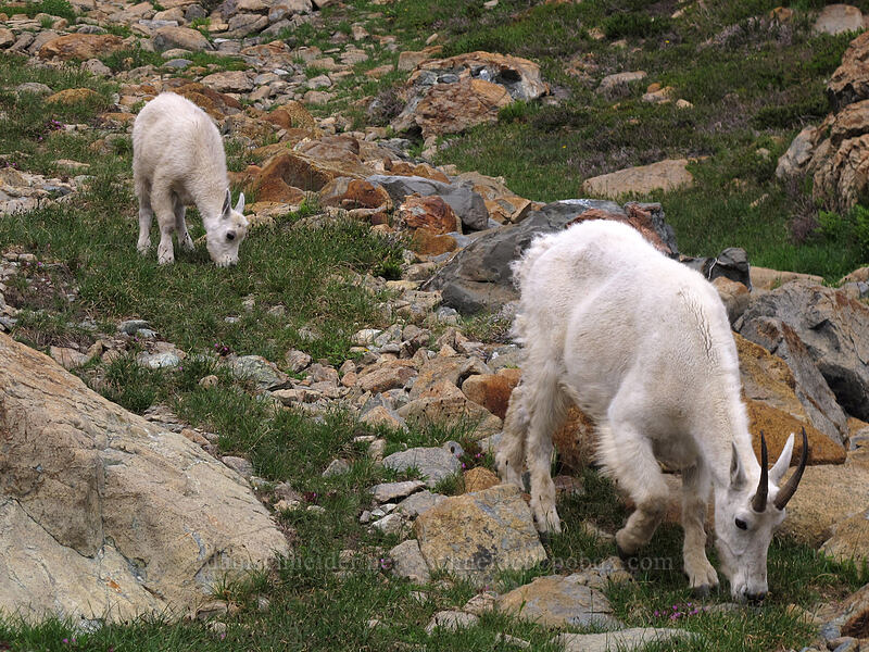 mountain goats (Oreamnos americanus) [Ingalls Way Trail, Alpine Lakes Wilderness, Chelan County, Washington]