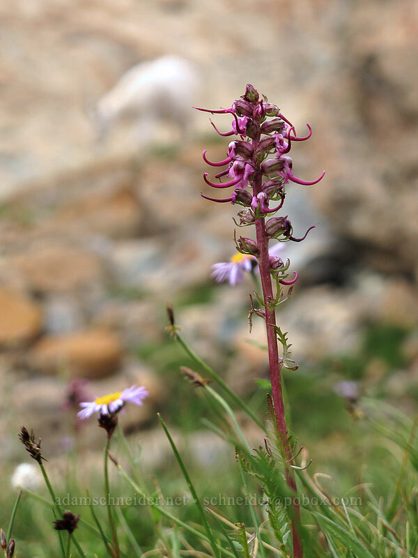 elephant's-head lousewort (Pedicularis groenlandica) [Ingalls Way Trail, Alpine Lakes Wilderness, Chelan County, Washington]
