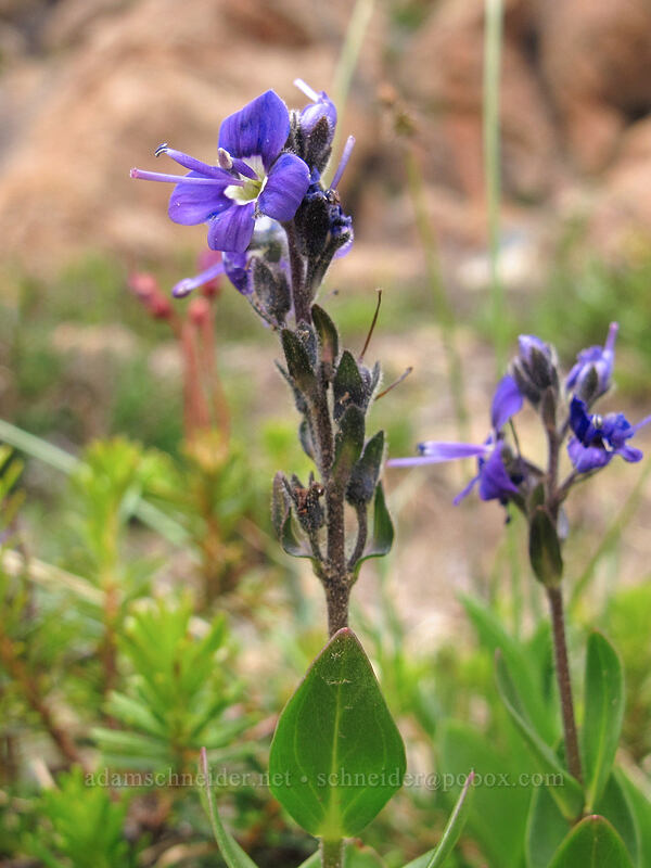 Cusick's speedwell (Veronica cusickii) [Ingalls Way Trail, Alpine Lakes Wilderness, Chelan County, Washington]