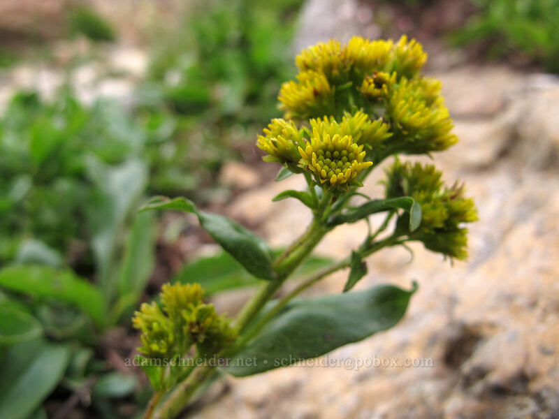 goldenrod (Solidago multiradiata) [Ingalls Way Trail, Alpine Lakes Wilderness, Chelan County, Washington]