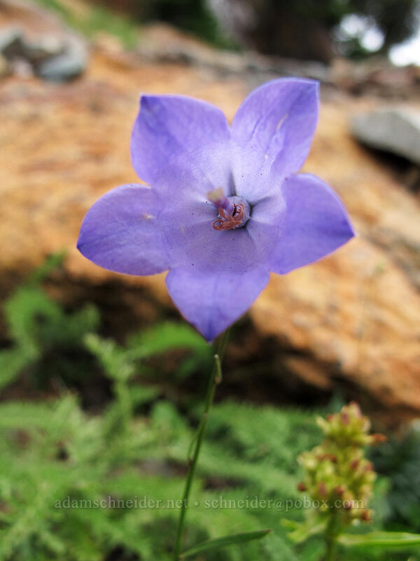 harebells (Campanula petiolata (Campanula rotundifolia)) [Ingalls Way Trail, Alpine Lakes Wilderness, Chelan County, Washington]