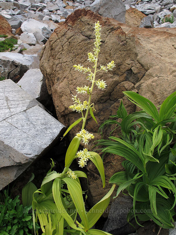 very pale corn lily (Veratrum viride var. eschscholtzianum (Veratrum eschscholtzii)) [Ingalls Way Trail, Alpine Lakes Wilderness, Chelan County, Washington]