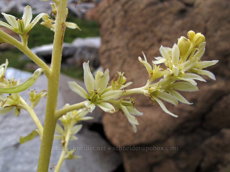 very pale corn lily (Veratrum viride var. eschscholtzianum (Veratrum eschscholtzii)) [Ingalls Way Trail, Alpine Lakes Wilderness, Chelan County, Washington]