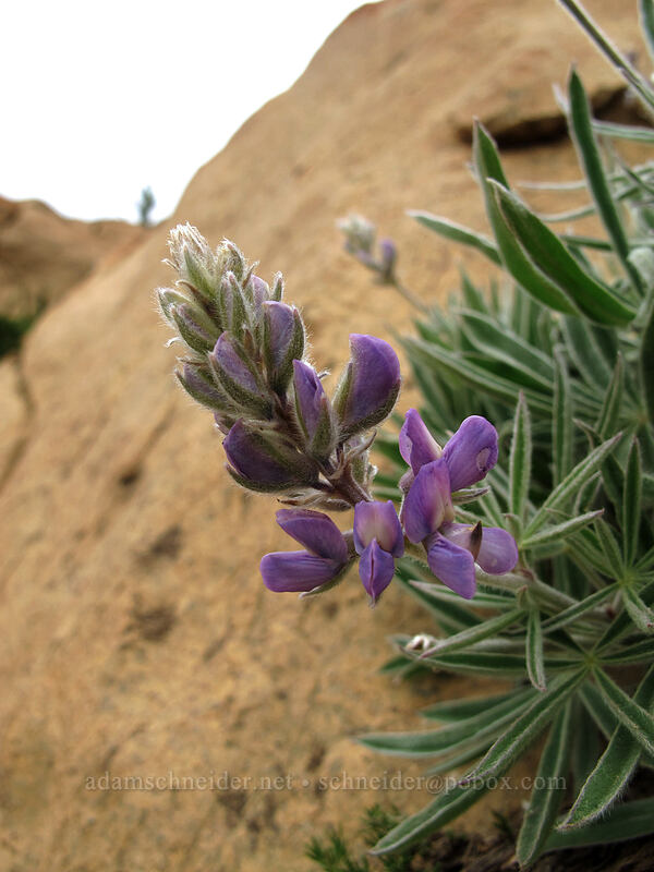 lupine (Lupinus sp.) [Ingalls Way Trail, Alpine Lakes Wilderness, Chelan County, Washington]