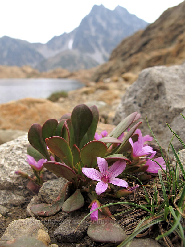 Wenatchee spring-beauty (Claytonia megarhiza var. nivalis) [Ingalls Way Trail, Alpine Lakes Wilderness, Chelan County, Washington]
