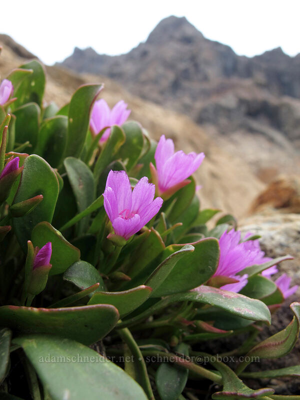 Wenatchee spring-beauty (Claytonia megarhiza var. nivalis) [Lake Ingalls, Alpine Lakes Wilderness, Chelan County, Washington]