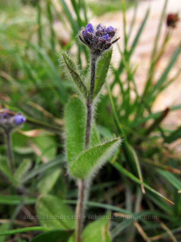 alpine speedwell (Veronica wormskjoldii) [Lake Ingalls, Alpine Lakes Wilderness, Chelan County, Washington]