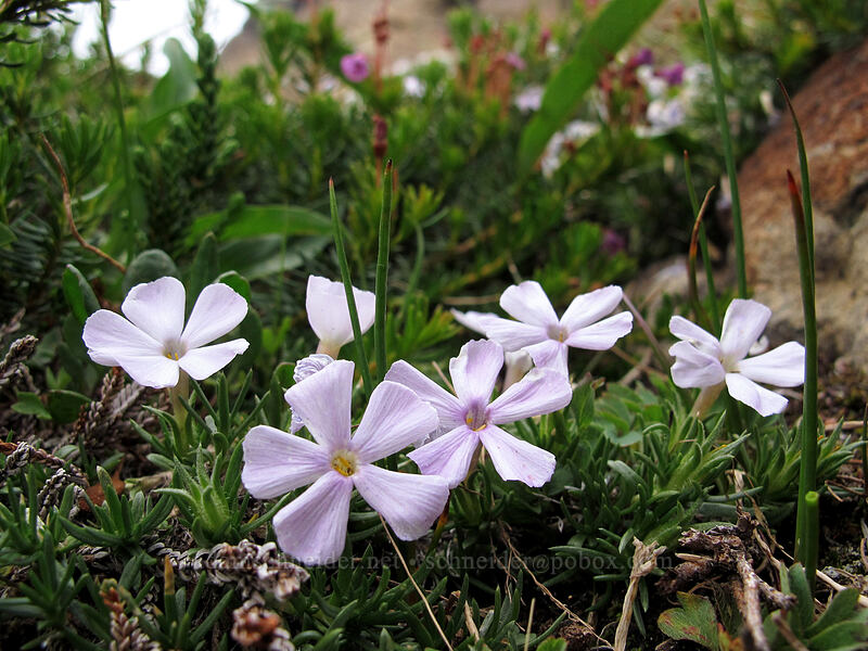 spreading phlox (Phlox diffusa) [Lake Ingalls, Alpine Lakes Wilderness, Chelan County, Washington]