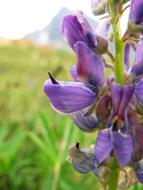 lupine (Lupinus latifolius) [Lake Ingalls, Alpine Lakes Wilderness, Chelan County, Washington]