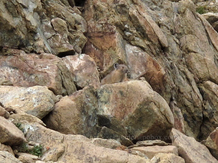 pika (Ochotona princeps fenisex) [Ingalls-Stuart Ridge, Alpine Lakes Wilderness, Chelan County, Washington]