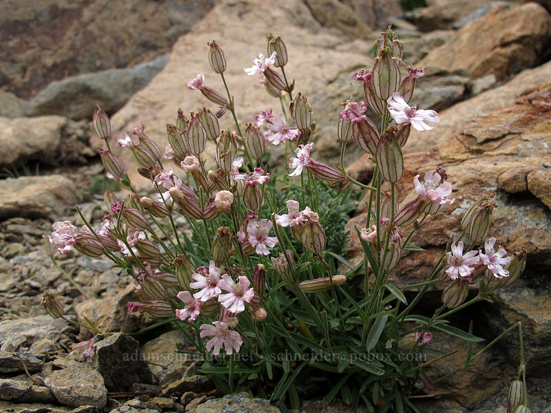 Cascade catchfly (Silene suksdorfii) [Ingalls-Stuart Ridge, Alpine Lakes Wilderness, Chelan County, Washington]