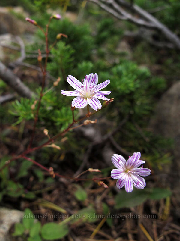 Columbia lewisia (Lewisia columbiana) [Ingalls-Stuart Ridge, Alpine Lakes Wilderness, Chelan County, Washington]