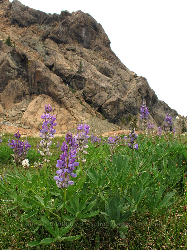lupines (Lupinus latifolius) [Lake Ingalls, Alpine Lakes Wilderness, Chelan County, Washington]