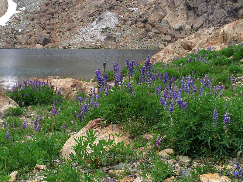 lupines (Lupinus latifolius) [Lake Ingalls, Alpine Lakes Wilderness, Chelan County, Washington]