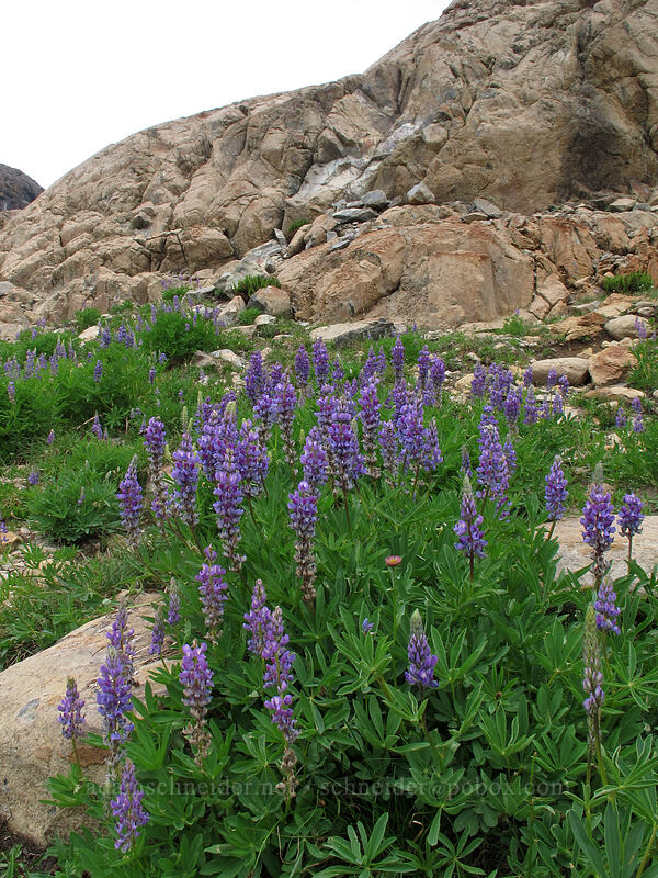 lupines (Lupinus latifolius) [Lake Ingalls, Alpine Lakes Wilderness, Chelan County, Washington]