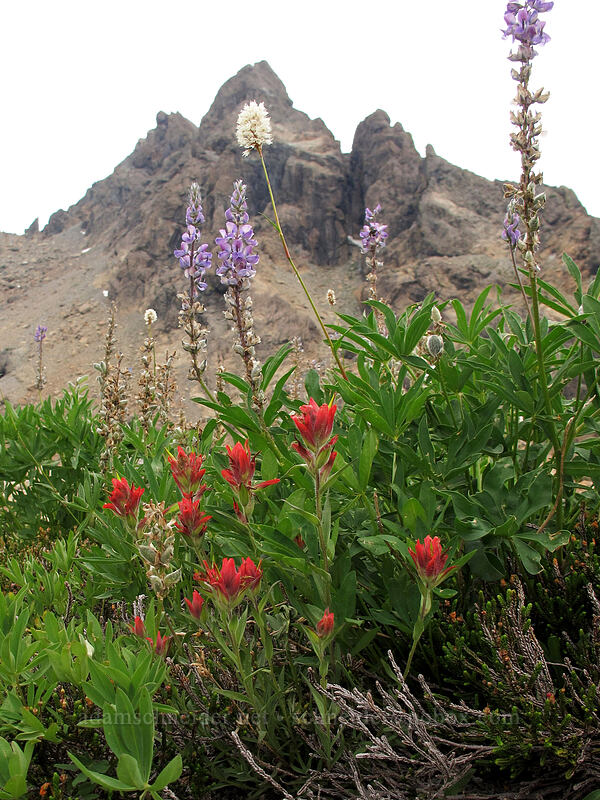 wildflowers & Ingalls Peak (Lupinus latifolius, Castilleja elmeri, Bistorta bistortoides (Polygonum bistortoides)) [Lake Ingalls, Alpine Lakes Wilderness, Chelan County, Washington]