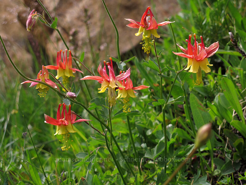scarlet columbine (Aquilegia formosa) [Ingalls Way Trail, Alpine Lakes Wilderness, Chelan County, Washington]