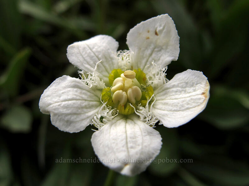 fringed grass-of-parnassus (Parnassia fimbriata) [Ingalls Way Trail (lower), Alpine Lakes Wilderness, Chelan County, Washington]