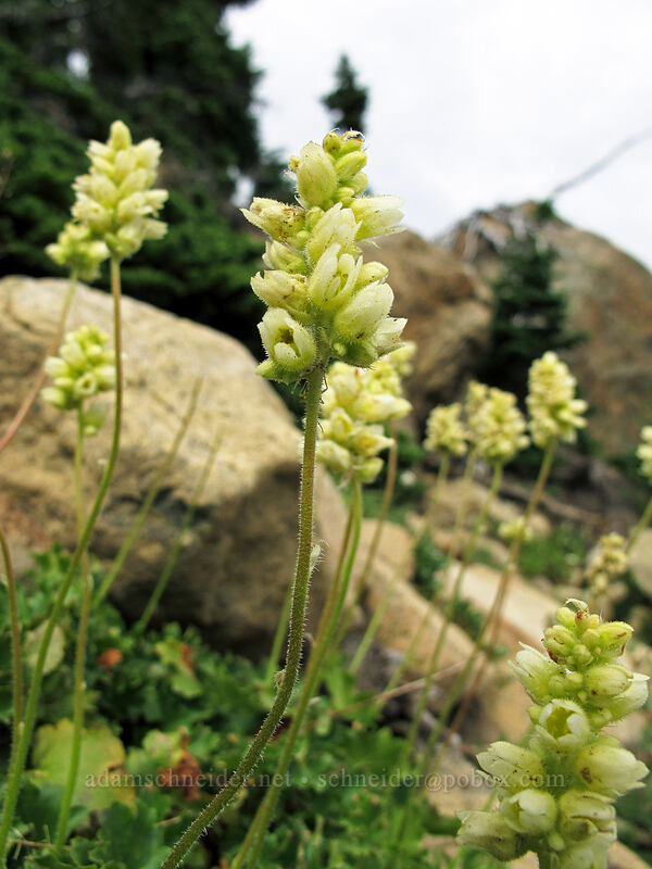 yellow coralbells (Elmera racemosa) [Ingalls Way Trail (lower), Alpine Lakes Wilderness, Chelan County, Washington]
