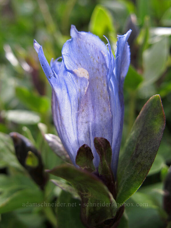 explorer's gentian (Gentiana calycosa) [Ingalls Way Trail (lower), Alpine Lakes Wilderness, Chelan County, Washington]