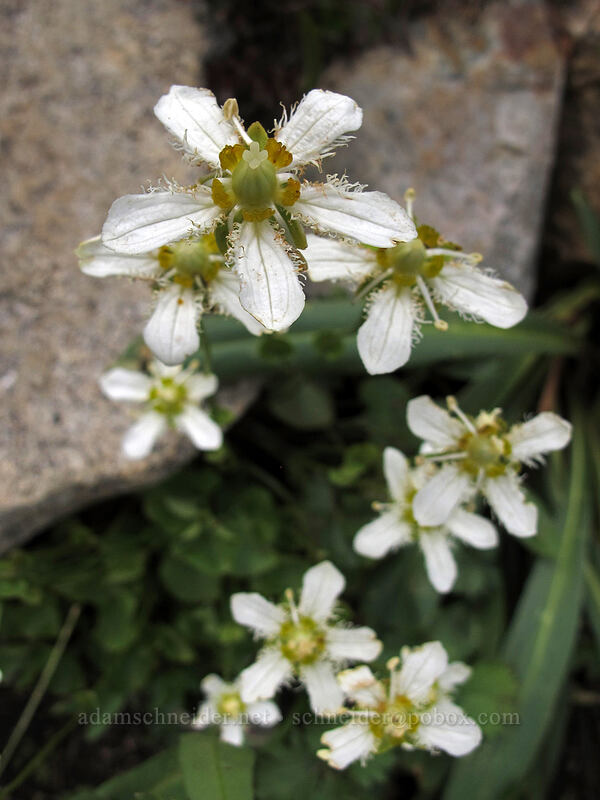 fringed grass-of-parnassus (Parnassia fimbriata) [Ingalls Way Trail (lower), Alpine Lakes Wilderness, Chelan County, Washington]