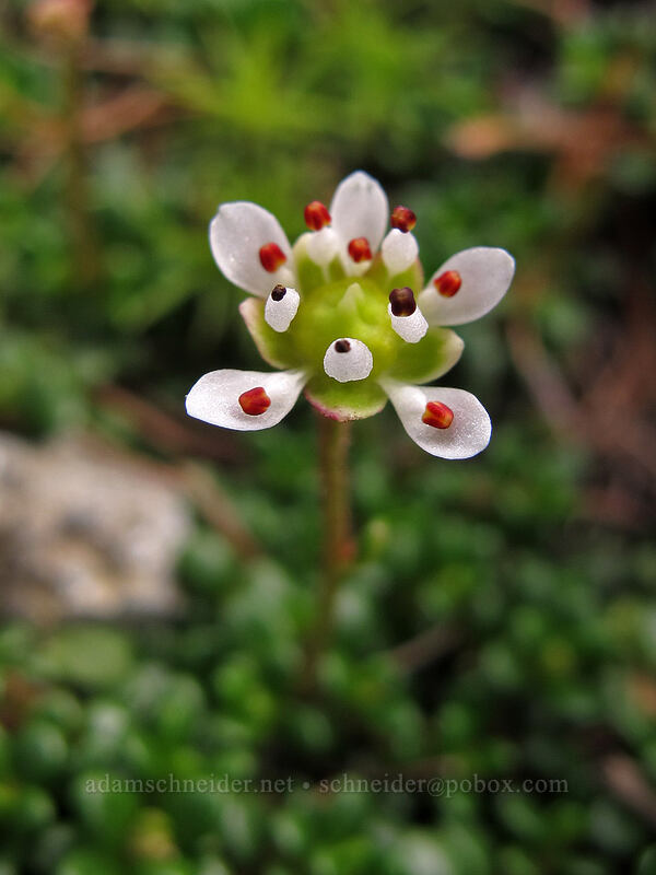 Tolmie's saxifrage (Micranthes tolmiei (Saxifraga tolmiei)) [Ingalls Way Trail (lower), Alpine Lakes Wilderness, Chelan County, Washington]