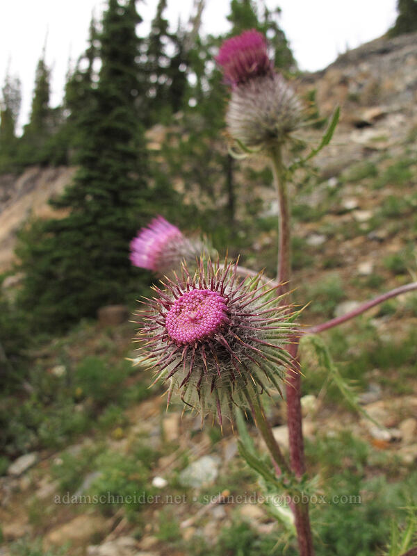 Wenatchee thistle (Cirsium edule var. wenatchense) [Ingalls Way Trail, Wenatchee National Forest, Kittitas County, Washington]