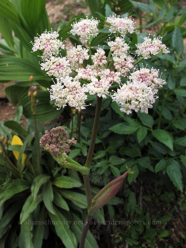 sharp-tooth angelica (Angelica arguta) [Ingalls Way Trail, Wenatchee National Forest, Kittitas County, Washington]