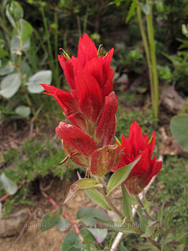 Wenatchee indian paintbrush (red) (Castilleja elmeri) [Ingalls Way Trail, Wenatchee National Forest, Kittitas County, Washington]