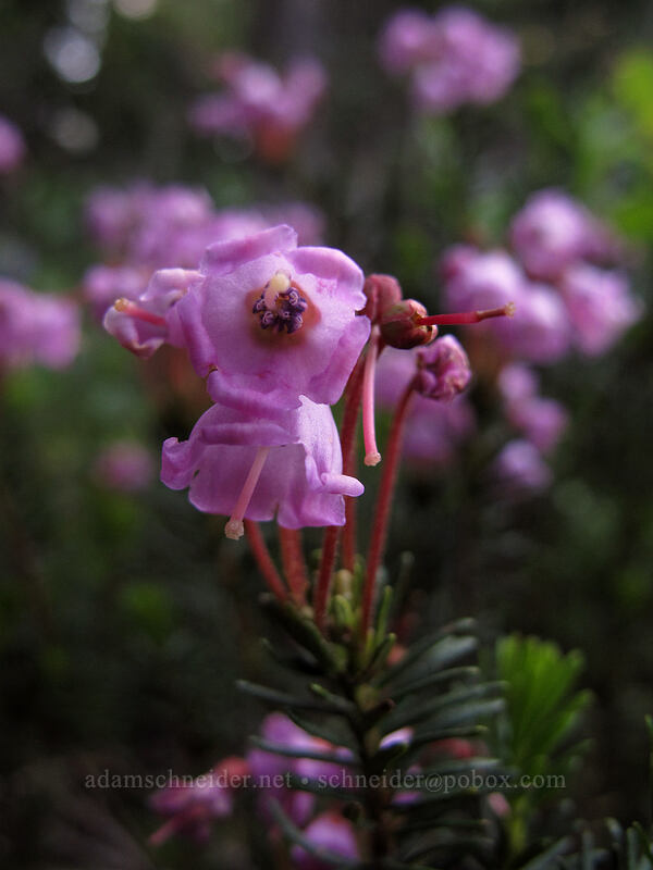 pink mountain heather (Phyllodoce empetriformis) [Lakes Trail, Mount Rainier National Park, Lewis County, Washington]